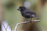 Large Ground-Finch